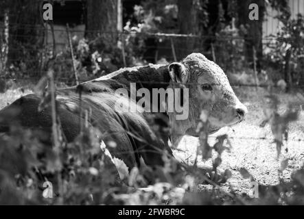 image en noir et blanc d'un taureau hereford assis un terrain de grange Banque D'Images