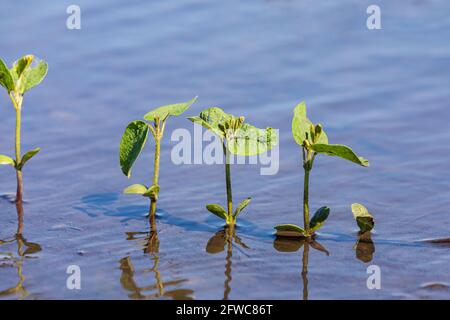 Plants de soja dans un champ agricole inondé. Concept des inondations dans les champs, des dommages aux cultures et de l'assurance-récolte. Banque D'Images