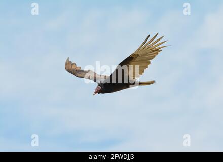 Turquie Vulture en pleine ascension, regardant vers le sol, à la recherche de nourriture Banque D'Images