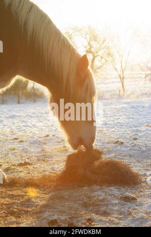 Un cheval belge à la pression mangeant du foin au lever du soleil le matin d'hiver, lumineux et très froid, avec un léger filtre de lumière du soleil pour un effet de rêve Banque D'Images