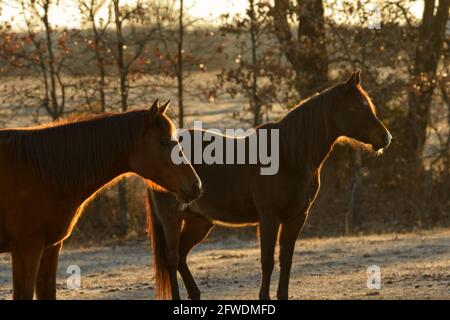 Deux chevaux rétroéclairés et exposés par le lever du soleil en hiver glacial pâturage Banque D'Images