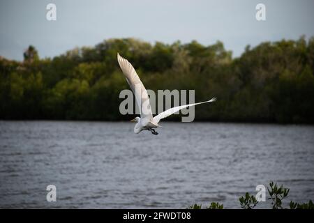 Différentes espèces de la faune de floride, y compris divers oiseaux Banque D'Images