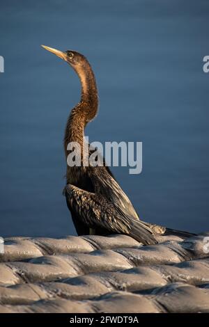 L'Anhinga, ou oiseau serpent comme on l'appelle parfois, est assis au soleil pour sécher ses plumes. L'Anhinga nage à travers l'eau et lance des poissons. Banque D'Images