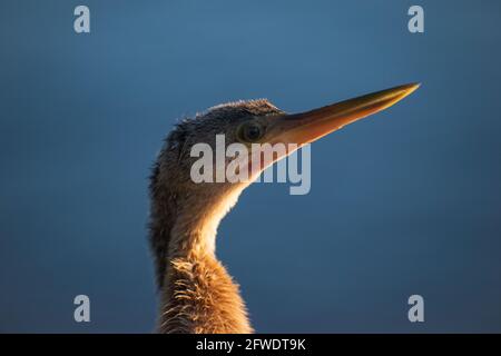 L'Anhinga, ou oiseau serpent comme on l'appelle parfois, est assis au soleil pour sécher ses plumes. L'Anhinga nage à travers l'eau et lance des poissons. Banque D'Images