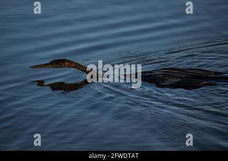 L'Anhinga, ou oiseau serpent comme on l'appelle parfois, est assis au soleil pour sécher ses plumes. L'Anhinga nage à travers l'eau et lance des poissons. Banque D'Images