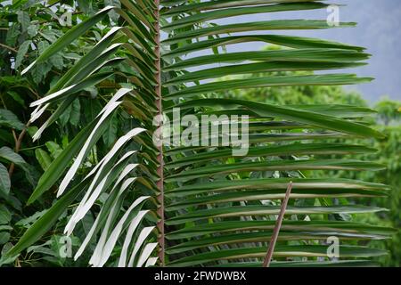 Arenga pinnata communément connu sous le nom de palmier à sucre, grands folios verts et blanc sur le dos des feuilles. Banque D'Images