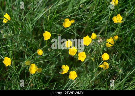 Ranunculus acris, prairie buttercup printemps fleurs jaunes gros plan sélectif foyer Banque D'Images