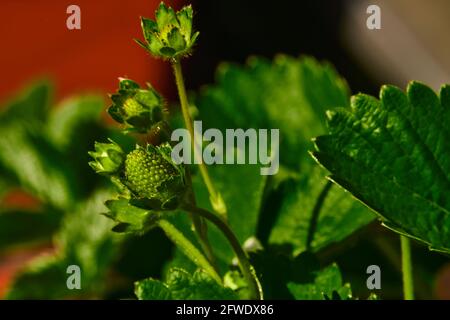 Plante de fraise avec de petites fraises en développement Banque D'Images