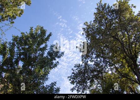 Horizon bleu avec ces nuages vus à travers un couvert forestier Banque D'Images