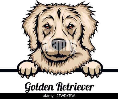 Golden Retriever - chien de race. Image couleur d'une tête de chien isolée sur fond blanc - vecteur Illustration de Vecteur