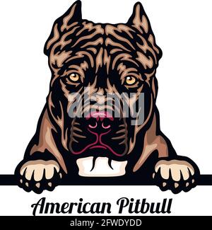 American Pitbull - chien de race. Image couleur d'une tête de chien isolée sur fond blanc - vecteur Illustration de Vecteur