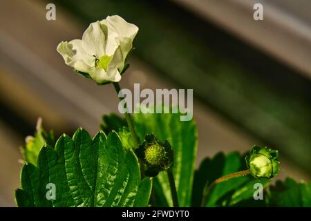 Plante de fraise avec des fleurs et de petites fraises qui se développent encore ressort Banque D'Images