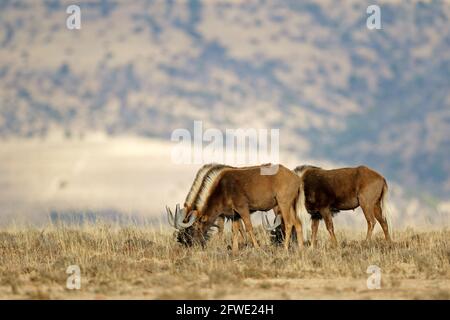 Le flétrissement noir (Connochaetes gnou) dans son habitat naturel, parc national de Mountain Zebra, Afrique du Sud Banque D'Images