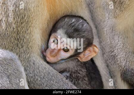 Singe vervet de bébé de lait (Cercopithecus aethiops), Parc national Kruger, Afrique du Sud Banque D'Images