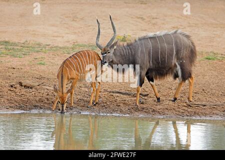 Antilopes de nyala mâles et femelles (Tragelaphus angasii) dans un trou d'eau, réserve de gibier de Mkuze, Afrique du Sud Banque D'Images