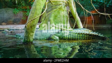 Le gharique (Gavialis gangeticus), également connu sous le nom de gavial, crocodile de poisson est un crocodiles dans la famille des Gavialidae Banque D'Images