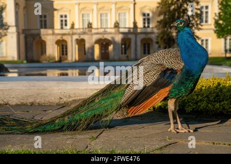 Un beau paon beau et beau dans le parc Banque D'Images