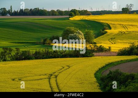 Panorama of the fields situated on undulating hills, reminiscent of the landscape of Italian Tuscany Banque D'Images