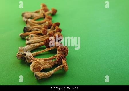 Séchez les champignons psilocybine sur fond vert dans la rangée. Psychédélique, hallucinant, champignon magique. Usage médical. Concept de microdosage. Banque D'Images