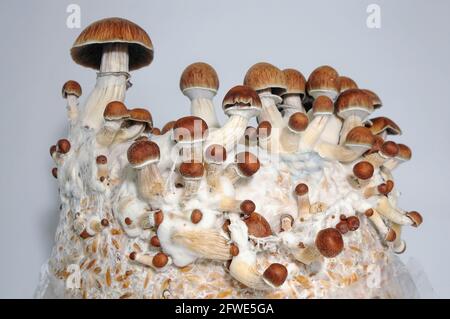 Micro-culture des champignons Psilocybe Cubensis sur fond blanc. Mycélium de champignons psychédéliques psilocybin Professeur d'or. Vue macro, gros plan. Banque D'Images