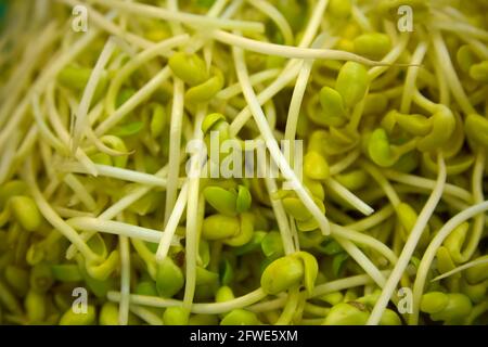 Une sélection de germes de haricots frais dans un stand de produits du marché de Tai Yuen à Hong Kong. Banque D'Images