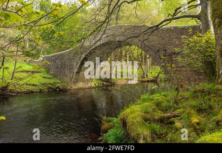 La rivière Swale à Springtime qui coule sous le pont Ivelet tout comme les arbres éclatent dans la feuille et les jonquilles restantes sur la banque. Gunne Banque D'Images