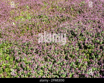 prairie sauvage avec des fleurs pourpres denses le jour ensoleillé du printemps Banque D'Images