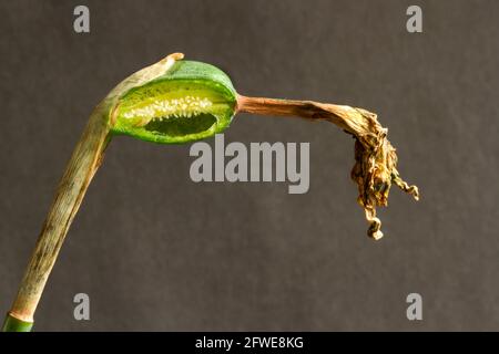 L'ovaire de la Daffodil gonfle après que la fleur se flétrissent. Les graines se développent dans le cas, mais dans de nombreux cultivars hybrides, les graines restent infertiles Banque D'Images