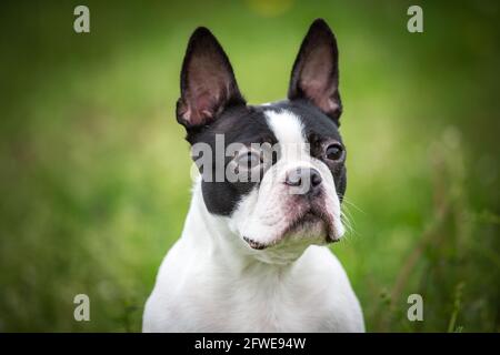 Boston Terrier Banque D'Images