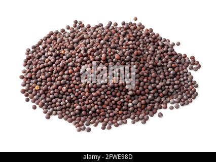 Poignée de moutarde noire (Brassica nigra) gros plan des grains sur fond blanc Banque D'Images