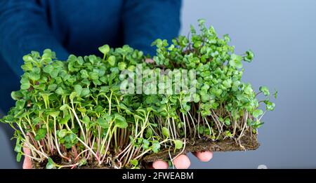 Tenez le micro-vert entre vos mains.Radis, arugula, chou et laitue. Pousses de choux.Jardinage urbain.Nourriture végétalienne biologique.Vitamines utiles.Grandir à la maison.Feuilles.Faire pousser le micro-vert sur le tapis de lin. Banque D'Images