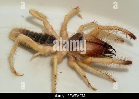 Solpugides géants égyptiens (Arabes des Galeodes), scorpion de vent ou araignée de chameau macro tourné de près dans les émirats arabes unis dans le Moyen-Orient Banque D'Images