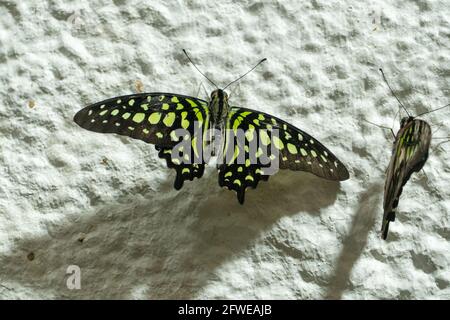 Papillon de Jay à queue (Graphium agamemnon) ou triangle à pois verts, geai vert à queue ou triangle vert très près du mur. Banque D'Images
