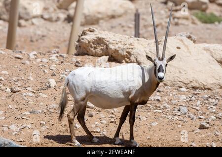 Un oryx arabe (Oryx leucoryx) résidant du golfe Arabique en danger critique d'extinction se trouve dans le sable chaud du désert. Banque D'Images