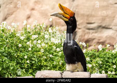 Un oiseau de rhinocéros (Buceros rhinocéros) perché sur un rocher en face de fleurs dans la forêt tropicale. Banque D'Images