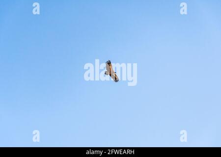 Griffon vautour du ciel au-dessus de la montagne Rocca del Crasto, Sicile Banque D'Images