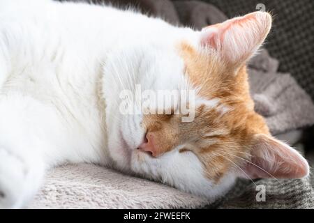 Chat rouge et blanc dort confortablement sur son côté sur une couverture. Yeux fermés Banque D'Images