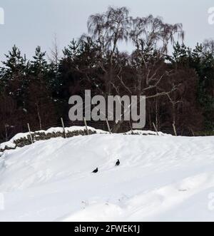 Black Grouse en hiver, Écosse, Royaume-Uni Banque D'Images