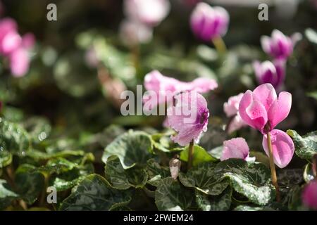 Fleur en gros plan d'une plante de cyclamen ( cyclamen graecum ) avec des gouttes d'eau sur les pétales. Mise au point sélective. Arrière-plan flou Banque D'Images