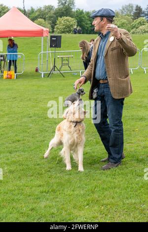 Brentwood Essex 22 mai 2021 The Weald Park Country show, Weald Festival of Dogs, Weald Festival of Cars, Weald Country Park, Brentwood Essex, Credit: Ian Davidson/Alay Live News Banque D'Images