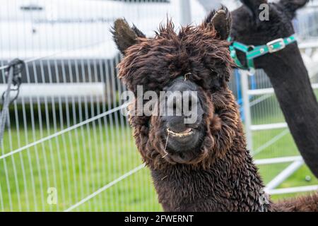 Brentwood Essex 22 mai 2021 The Weald Park Country show, Weald Festival of Dogs, Weald Festival of Cars, Weald Country Park, Brentwood Essex Lama, Credit: Ian Davidson/Alay Live News Banque D'Images