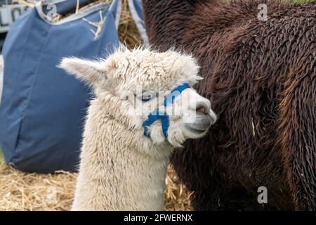 Brentwood Essex 22 mai 2021 The Weald Park Country show, Weald Festival of Dogs, Weald Festival of Cars, Weald Country Park, Brentwood Essex, a lama Credit: Ian Davidson/Alay Live News Banque D'Images