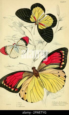 James Duncan - magnifique illustration de papillon de la Bibliothèque naturaliste Sous la direction de Sir William Jardine -1858 - planche 7 Banque D'Images