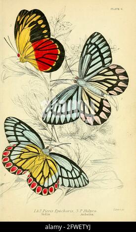 James Duncan - magnifique illustration de papillon de la Bibliothèque naturaliste Sous la direction de Sir William Jardine -1858 - planche 6 Banque D'Images