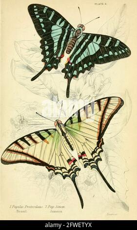 James Duncan - magnifique illustration de papillon de la Bibliothèque naturaliste Sous la direction de Sir William Jardine -1858 - planche 4 Banque D'Images