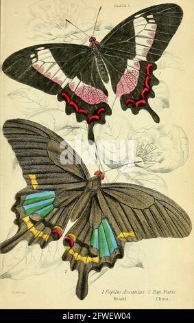 James Duncan - magnifique illustration de papillon de la Bibliothèque naturaliste Sous la direction de Sir William Jardine -1858 - planche 3 Banque D'Images