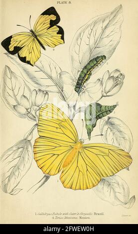 James Duncan - magnifique illustration de papillon de la Bibliothèque naturaliste Sous la direction de Sir William Jardine -1858 - planche 8 Banque D'Images