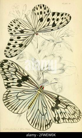 James Duncan - magnifique illustration de papillon de la Bibliothèque naturaliste sous la direction de Sir William Jardine -1858 - planche 10. Banque D'Images