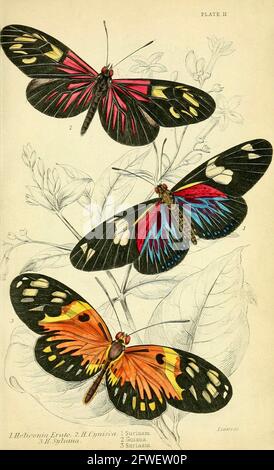 James Duncan - magnifique illustration de papillon de la Bibliothèque naturaliste sous la direction de Sir William Jardine -1858 - planche 11. Banque D'Images