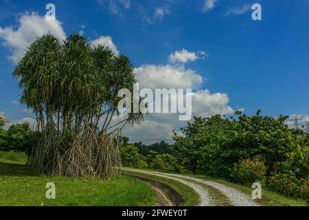 Putrajaya Wetlands Park à Putrajaya près de Kuala Lumpur, Malaisie Banque D'Images